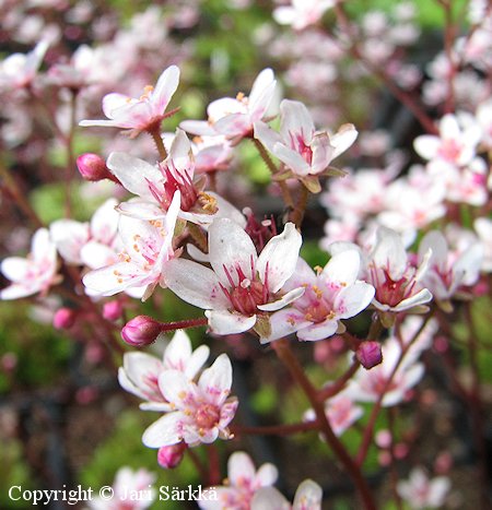 Saxifraga 'Winifred Bevington', rikko